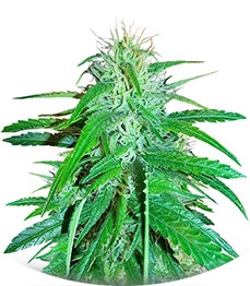 Raspberry Cough regular (Nirvana Seeds)