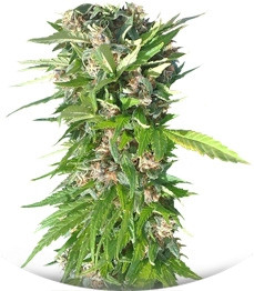 Red Purps fem (Female Seeds)
