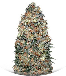 White Widow fem (00 Seeds)