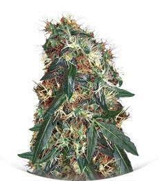 CBD Compassion fem (Dutch Passion)