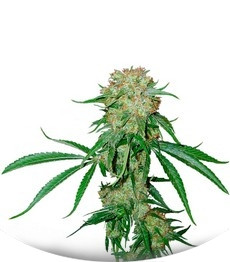 Crimea Blue fem (Barney's Farm)