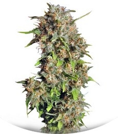 Wild Rose fem (Sweet Seeds)