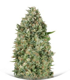 Critical Poison fem (00 Seeds)