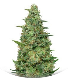 Chemdog Millionaire fem (Dr. Krippling Seeds)