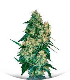 Chingis Khan fem (VIP seeds)