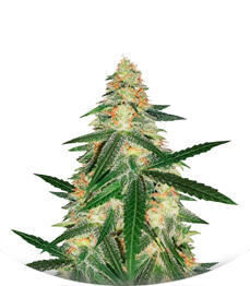 Fast Flowering Green Crack fem (Humboldt Seeds)