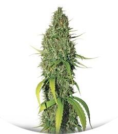 Northern Lights #5 X Haze regular (Sensi Seeds)