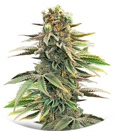 Pink Sunset Auto by Sherbinskis fem (Silent Seeds)