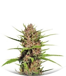 Purple #1 regular (Dutch Passion)