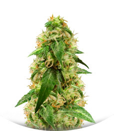 AK-49 Auto Fem (Vision Seeds)