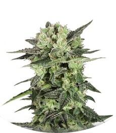 Auto Mk-Ultra Kush fem (TH Seeds)