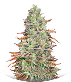 Banana Purp fem (Medical Seeds)