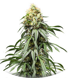 Bruce Lemon Diesel fem (Dutch Passion)