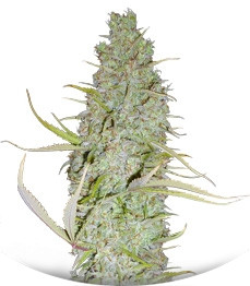 C99 fem (Female Seeds)