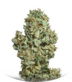 Dinamex Autoflowering fem (Dinafem Seeds)