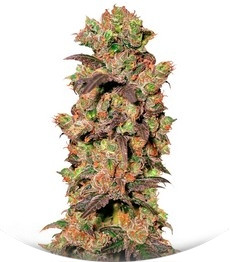 Pink Plant fem (Eva Seeds)