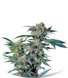 Skunk Kush fem (Sensi Seeds)