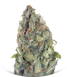 Vision Critical Auto Fem (Vision Seeds)