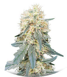 Stromboli Auto fem (Paradise Seeds)