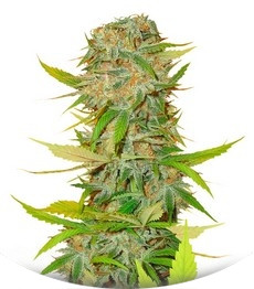 Aurora Indica regular (Nirvana Seeds)