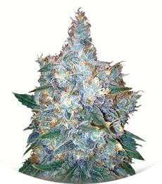 Auto Blueberry Berry fem (Bulk Seed Bank)