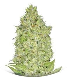 Chronical fem (Bulk Seed Bank)