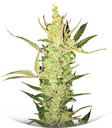 NYC Diesel Auto fem (Barney's Farm)