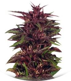 Twilight fem (Dutch Passion)