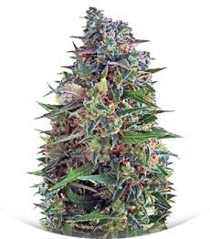 Auto NBA Diesel fem (Bulk Seed Bank)