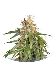 C13 Haze regular (DNA Genetics)