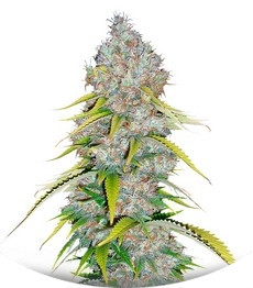 Excalibur fem (Eva Seeds)