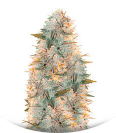 Amnesia Flash (Amnesia Hash) fem (Anesia Seeds)