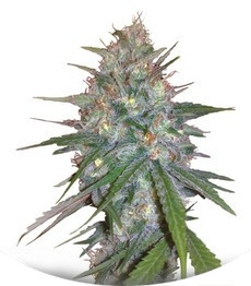 Ganesh Spirit fem (Sweet Seeds)