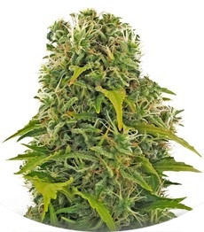 High Density Auto fem (Heavyweight Seeds)