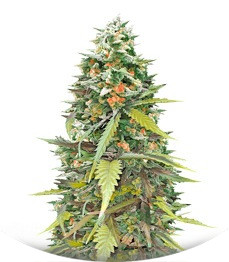 Jumping Black Dash Auto fem (Dr. Krippling Seeds)