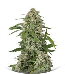 White Widow Automatic fem (Dinafem Seeds)