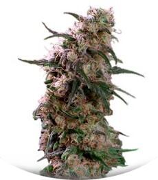 Super Haze regular (Dutch Passion)