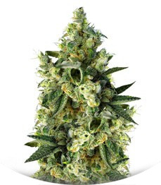 Sweet Amnesia Haze fem (Sweet Seeds)