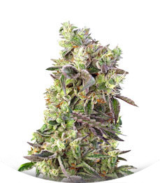Do Sweet Dos fem (Sweet Seeds)