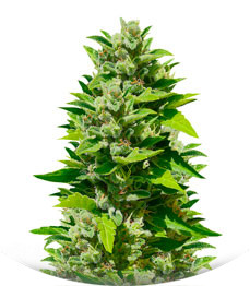 Blueberry Bliss Auto Fem (Vision Seeds)