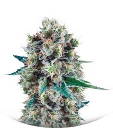 Bubble Kush Automatic fem (RQS)