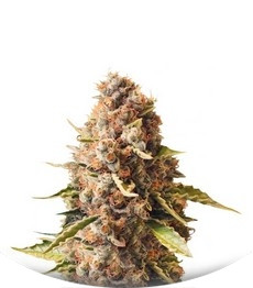 Euphoria CBD fem (RQS)