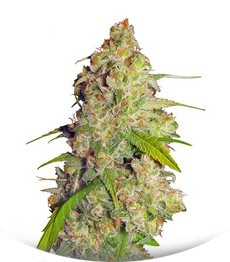 Gagarin Haze fem (Dutch Passion)