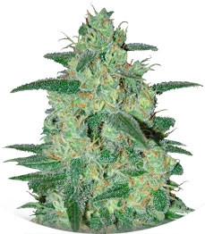 Holy Grail 69 fem (Samsara Seeds)