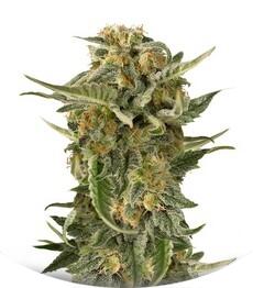 Lost Coast Skunk Auto fem (Humboldt Seeds)