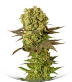 Motavation regular (Serious Seeds)