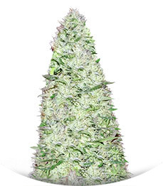 Ultimate AK fem (Sumo Seeds)