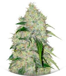 Bubble Gum fem (Serious Seeds)