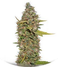 CBD Critical Cure fem (Barney's Farm)