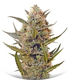 Chrystal regular (Nirvana Seeds)